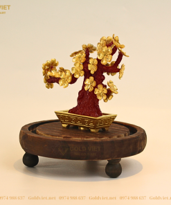 Chậu Cây Mai Vàng 6