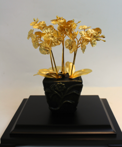 chậu lan 6 cành, quà tặng sếp