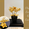 Chậu Lan 6 Cành