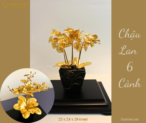 Chậu Lan 6 Cành